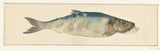 Жан-Бернар-1775-риба-частково-загинути-арт-друк-образотворче-відтворення-стіна-арт-id-anr4knbwx