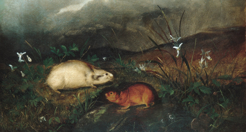 john-woodhouse-audubon-1846-hudsons-bay-lemming-art-print-fine-art-reproduction-wall-art-id-anszida6y