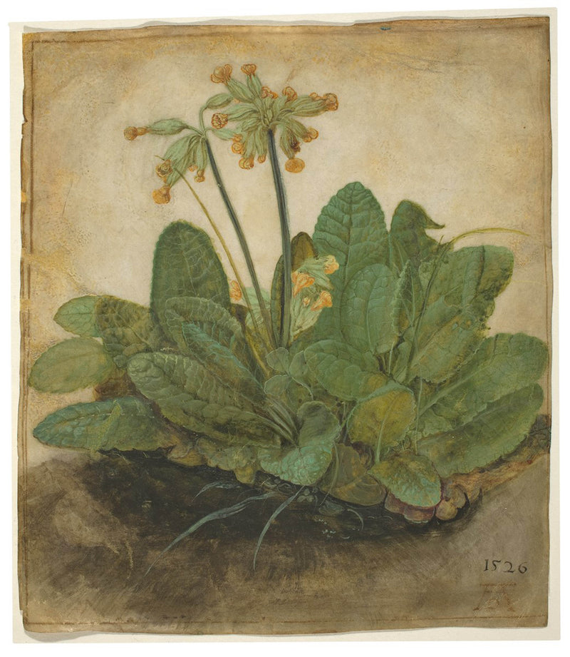 albrecht-durer-1526-tuft-of-cowslips-art-print-fine-art-reproduction-wall-art-id-aon481nve