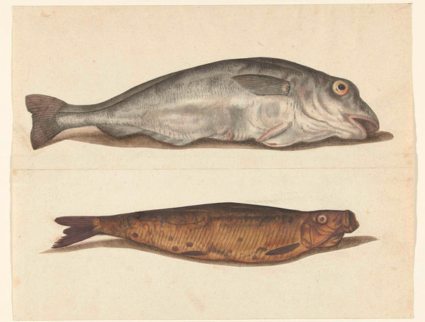 unknown-1560-haddock-art-print-fine-art-reproduction-wall-art-id-aozokjhwj