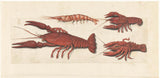 未知-1560-海螯蝦-兩個小龍蝦和大蝦-藝術印刷-精美藝術複製-牆藝術-id-apdchilut