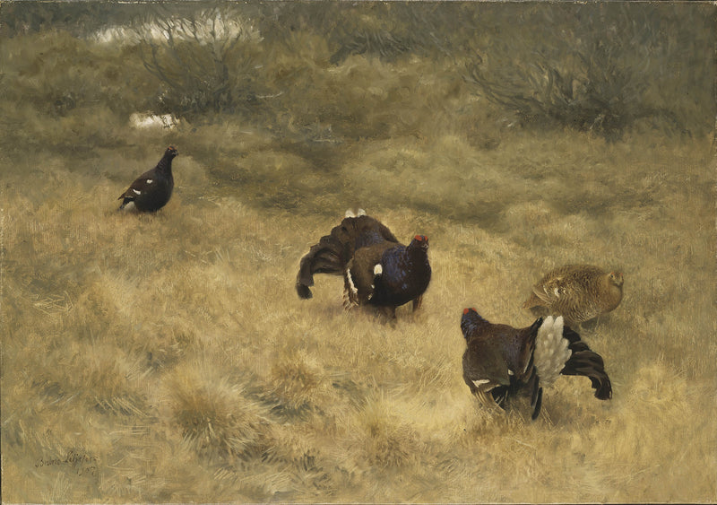 bruno-liljefors-1907-blackgame-in-springtime-art-print-fine-art-reproduction-wall-art-id-aptvw4s9r