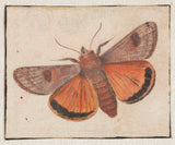 უცნობი-1700-moth-art-print-fine-art-reproduction-wall-art-id-aq9hhtyb8