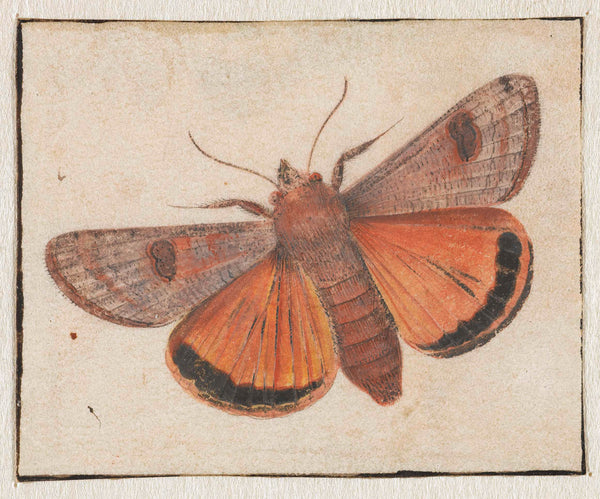 unknown-1700-moth-art-print-fine-art-reproduction-wall-art-id-aq9hhtyb8