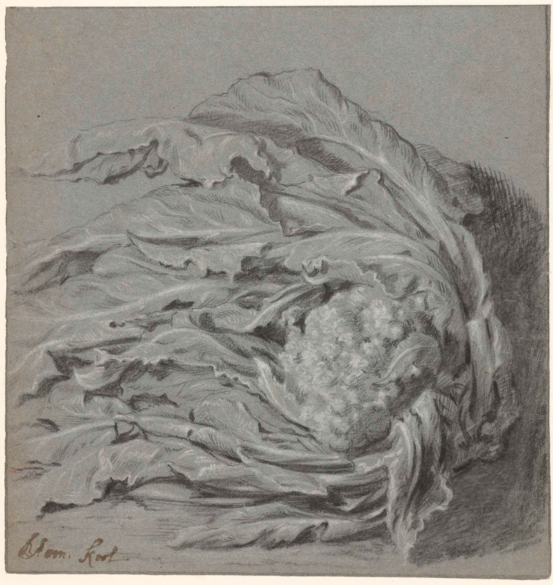 unknown-1600-cauliflower-art-print-fine-art-reproduction-wall-art-id-aqvg95ohi