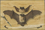 gabriel-orm-1738-trompe-loeil-dva-netopirja-prikovana-na-leseno-steno-nož-in-pero-pero-netopir-slika-umetniški-tisk-likovna-reprodukcija-stena- art-id-aqwo5ixj1