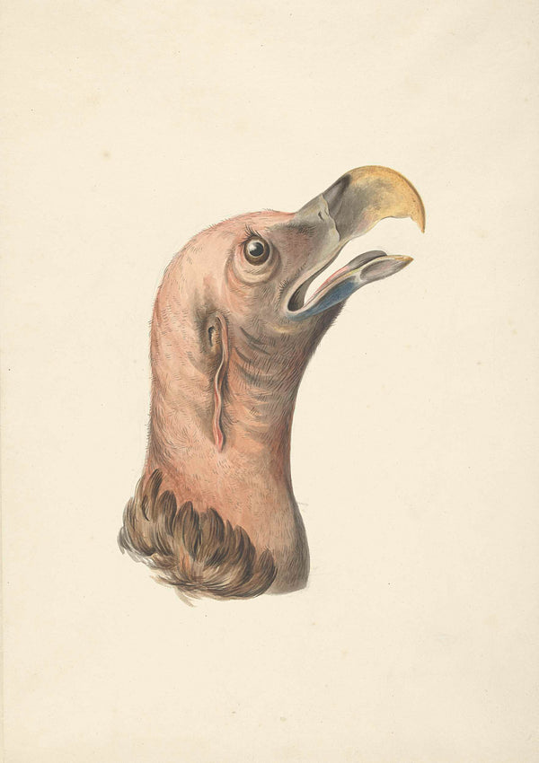 unknown-1763-head-of-a-lappet-faced-vulture-otogyps-auricular-daud-art-print-fine-art-reproduction-wall-art-id-ar2luu4dh