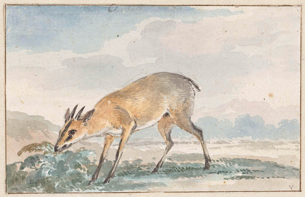 aert-schouman-1765-guinees-jufferbokje-or-sylvicapra-grimmia-art-print-fine-art-reproduction-wall-art-id-as36mmw2m