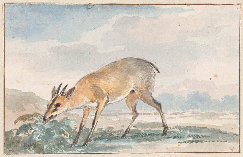 aert-schouman-1765-guinees-jufferbokje-or-sylvicapra-grimmia-art-print-fine-art-reproduction-wall-art-id-as36mmw2m