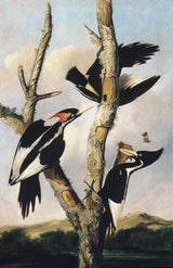 约瑟夫·巴塞洛缪·基德1830-象牙嘴啄木鸟-艺术印刷-精美的艺术复制品-墙-艺术-id-as37l3lxm
