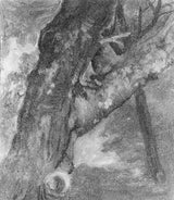 Albert-bierstadt-1864-estudo-de-uma-árvore-impressão-arte-impressão-reprodução-de-belas-artes-arte-de-parede-id-at3bfo705