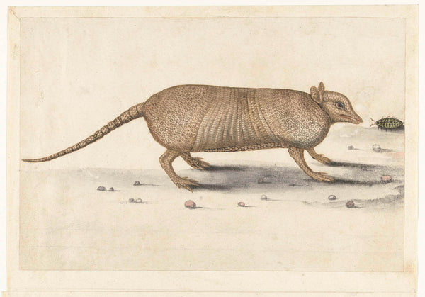 unknown-1560-armadillo-art-print-fine-art-reproduction-wall-art-id-atnguo4sa