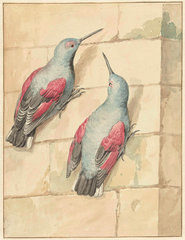 aert-schouman-1720-two-rotskruipers-blue-and-purple-on-a-wall-art-print-fine-art-reproduction-wall-art-id-au2zgocu0