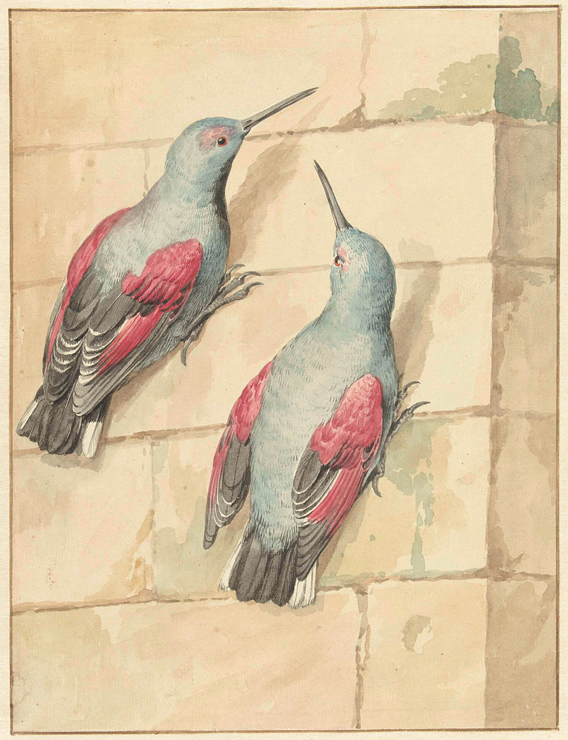 aert-schouman-1720-two-rotskruipers-blue-and-purple-on-a-wall-art-print-fine-art-reproduction-wall-art-id-au2zgocu0