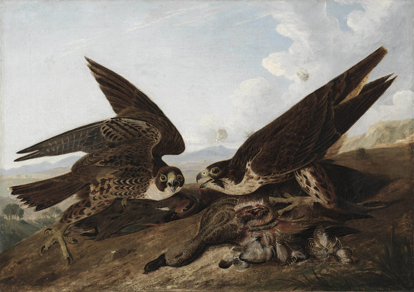 john-james-audubon-1827-peregrine-falcons-duck-hawks-art-print-fine-art-reproduction-wall-art-id-aug6o1k7m