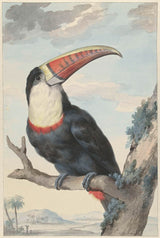 aert-schouman-1748-白喉巨嘴鳥-藝術印刷-美術複製品-牆藝術-id-auh16ghzc
