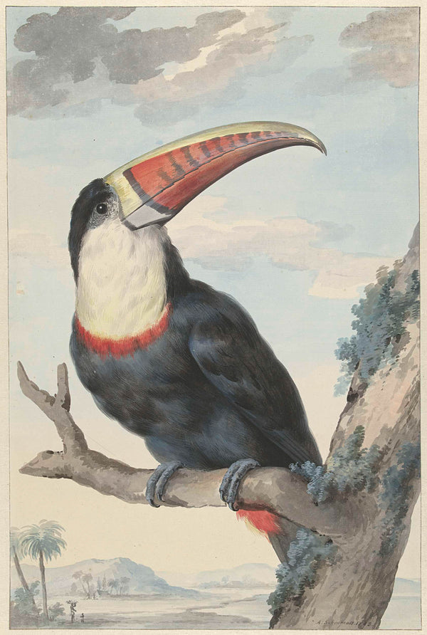 aert-schouman-1748-white-throated-toucan-art-print-fine-art-reproduction-wall-art-id-auh16ghzc