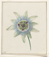 jean-bernard-1825-passiflora-stampa-artistica-riproduzione-fine-art-wall-art-id-awbo2d7j5