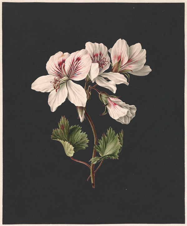 m-de-gijselaar-1830-pelargonium-white-dappled-art-print-fine-art-reproduction-wall-art-id-ay4cy0wtp