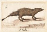 unknown-1560-egyptian-mongoose-art-print-fine-art-reproduction-wall-art-id-aytcnabjg