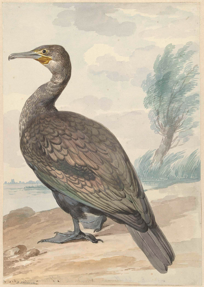 aert-schouman-1720-cormorant-art-print-fine-art-reproduction-wall-art-id-azaoczzs7
