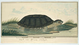 onbekend-1777-slangehalsschildpad-drosophila-kuns-druk-fyn-kuns-reproduksie-muurkuns-id-azs4rgfys
